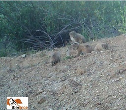 Foto de crias de lince-ibérico num campo