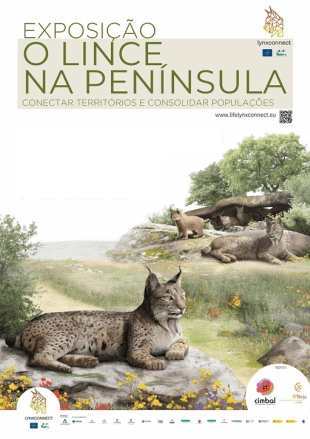 Cartaz exposição " O lince na Península" com desenhos de linces e montado