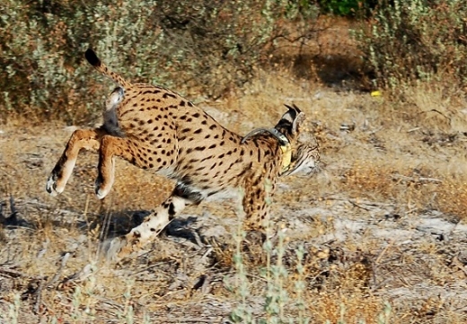 Lince-ibérico a correr num campo