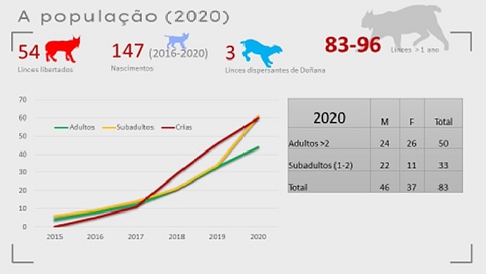 Gráfico com a evolução da população de lince-ibérico de 2015 a 2020