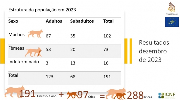 Tabela com a estrutura da população de lince-ibérico em 2023