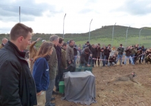 10 anos do retorno do lince-ibérico a Portugal