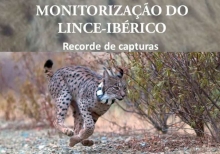 Lince-ibérico com coleira transmissora
