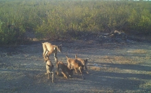 Fêmea de lince-ibérico com 4 crias no campo