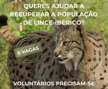 Cartaz apelando ao voluntariado com um lince-ibérico
