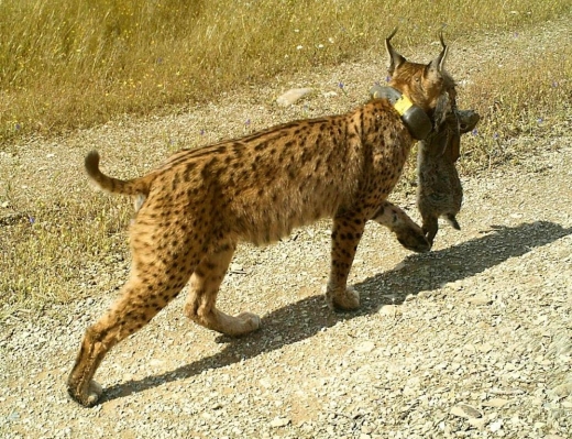 Lince-ibérico